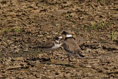 Pluvier grand-gravelot (Common Ringed Plover) 2/5