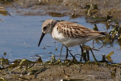 Bcasseau d'Alaska (Western Sandpiper)