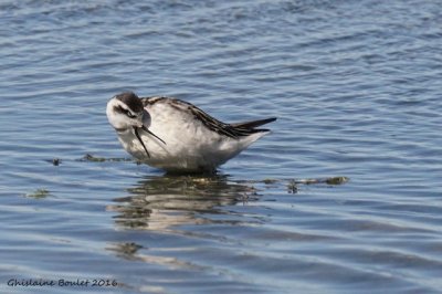 Phalarope  bec troit (Red-necked Phalarope)