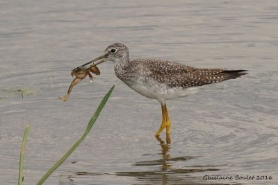 Grand Chevalier (Greater Yellowlegs)