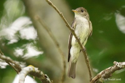 Pioui de l'Est (Eastern Wood-Pewee)