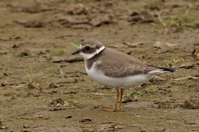 Pluvier grand-gravelot (Common Ringed Plover)