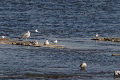 Sterne de Forster (Forster's Tern) 