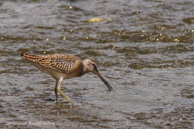 Bcassin roux (Short-billed Dowitcher) 