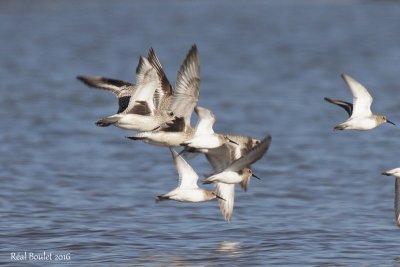 Pluvier argent (Black-bellied Plover)