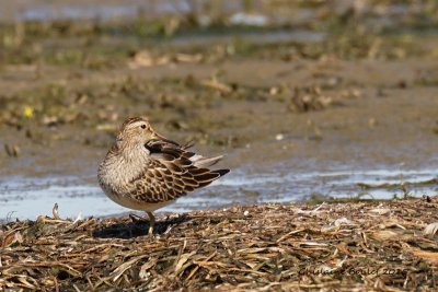 Bécasseau à poitrine cendrée (Pectoral Sandpiper)