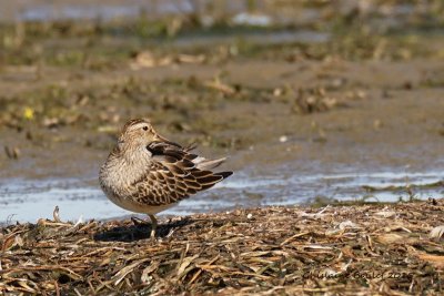 Bcasseau  poitrine cendre (Pectoral Sandpiper)