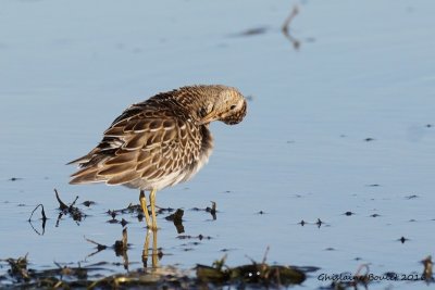 Bcasseau  poitrine cendre (Pectoral Sandpiper)