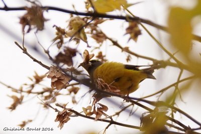 Gros-bec errant (Evening Grosbeak)