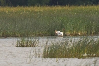 Pélican d'Amérique (American White Pelican)