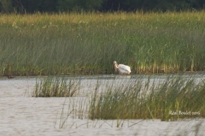 Plican d'Amrique (American White Pelican)