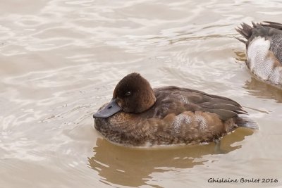 Petit Fuligule (Lesser Scaup)