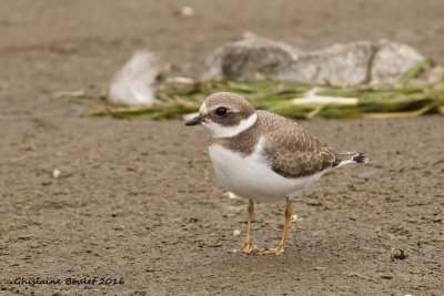 Pluvier semipalmé (Semipalmated Plover)