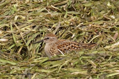 Bcasseau minuscule (Least Sandpiper)