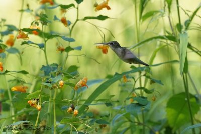Colibri à gorge rubis (Ruby-throated Hummingbird)