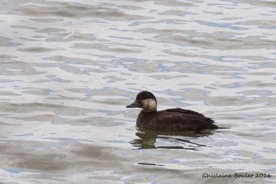 Macreuse  bec jaune (Black Scoter) 