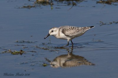 Bcasseau sanderling (Sanderling)
