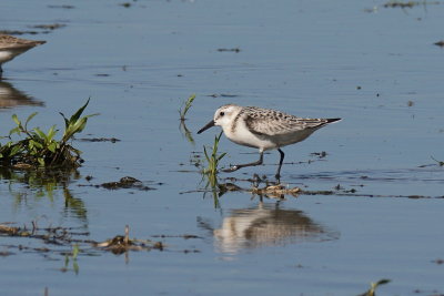 Bcasseau sanderling (Sanderling)