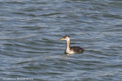 Grbe jougris (Red-necked Grebe)