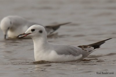 Mouette de Bonaparte (Bonaparte's Gull)