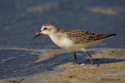 Bcasseau semipalm (Semipalmated Sandpiper) 