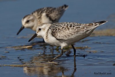 Bcasseau sanderling (Sanderling)