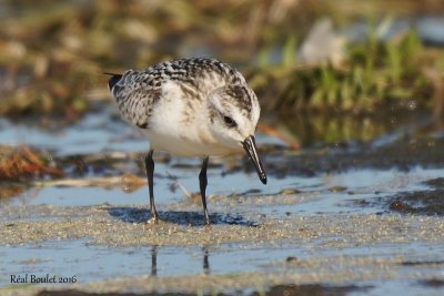 Bcasseau sanderling (Sanderling)