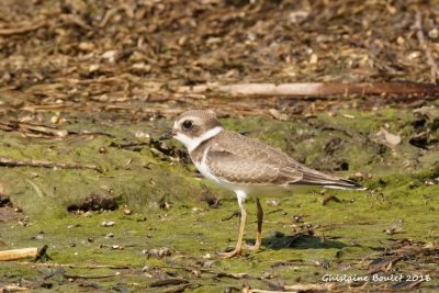 Pluvier semipalm (Semipalmated Plover)