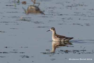 Phalarope  bec troit (Red-necked Phalarope)
