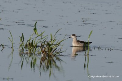 Phalarope  bec troit (Red-necked Phalarope)