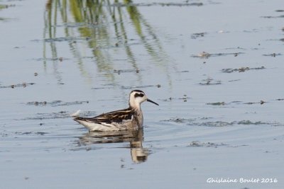 Phalarope  bec troit (Red-necked Phalarope)