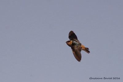 Hirondelle  front brun (Cave Swallow)