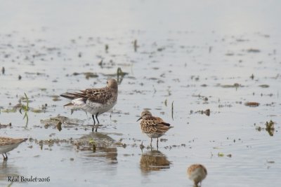Bécasseau à croupion blanc (White-rumped Sandpiper)