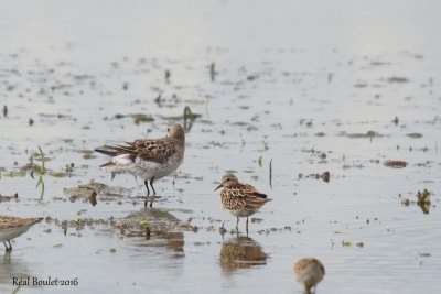 Bcasseau  croupion blanc (White-rumped Sandpiper)