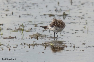 Bcasseau  croupion blanc (White-rumped Sandpiper)