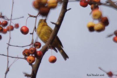 Piranga vermillon (Summer Tanager)