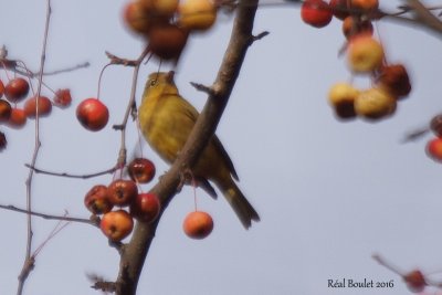 Piranga vermillon (Summer Tanager) 