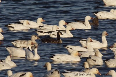 Bernache de Hutchins (Cackling Goose)