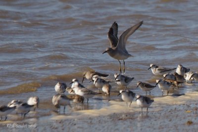 Bécasseau maubèche (Red Knot)