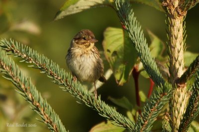Bruant de Lincoln (Lincoln's Sparrow)