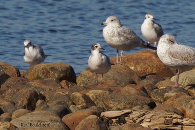 Mouette de Franklin (Franklin's Gull)