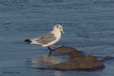 Mouette tridactyle (Black-legged Kittiwake)