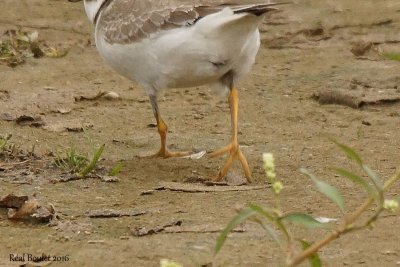 Pluvier grand-gravelot (Common Ringed Plover)