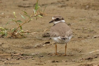 Pluvier grand-gravelot (Common Ringed Plover)