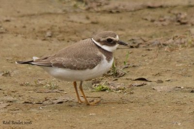 Pluvier grand-gravelot (Common Ringed Plover)