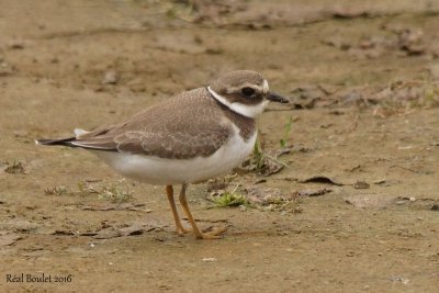 Pluvier grand-gravelot (Common Ringed Plover)