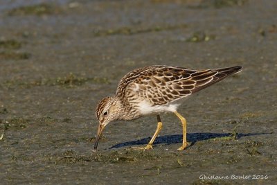 Bcasseau  poitrine cendre (Pectoral Sandpiper)