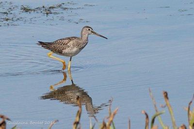 Grand Chevalier (Greater Yellowlegs)