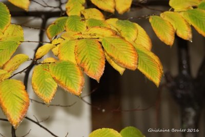 Novembre - November
