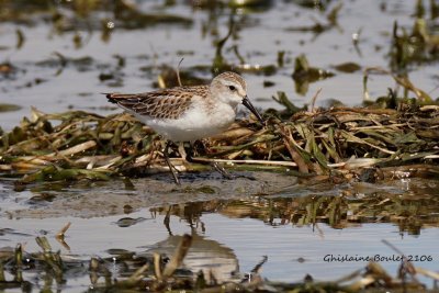 Bcasseau d'Alaska (Western Sandpiper)